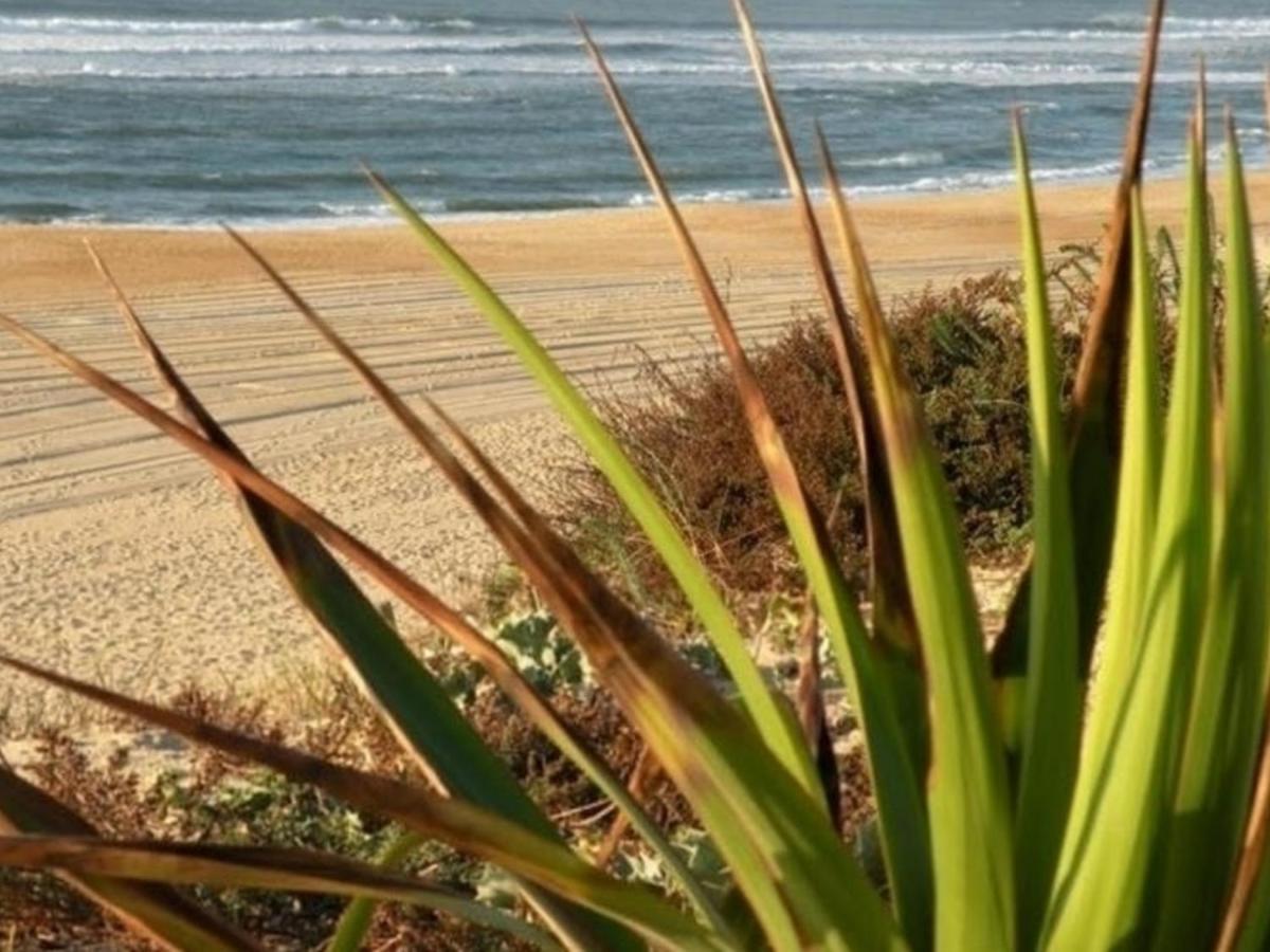 Appartement Renove Avec Balcon, Proche Plage Et Marche - 4 Pers, Calme & Confort A Seignosse - Fr-1-239-460 Bagian luar foto